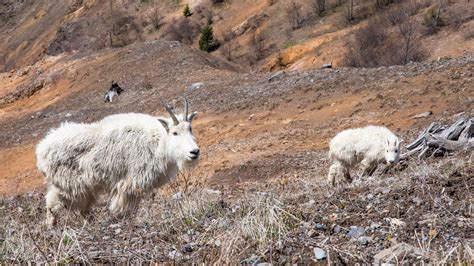 In Focus Mountain Goats Scale Rough Terrain At Johnston Ridge The