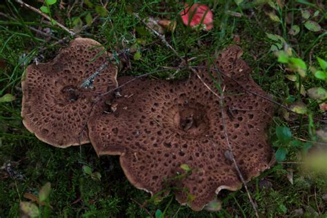 All About the Hedgehog Mushroom - Minneopa Orchards