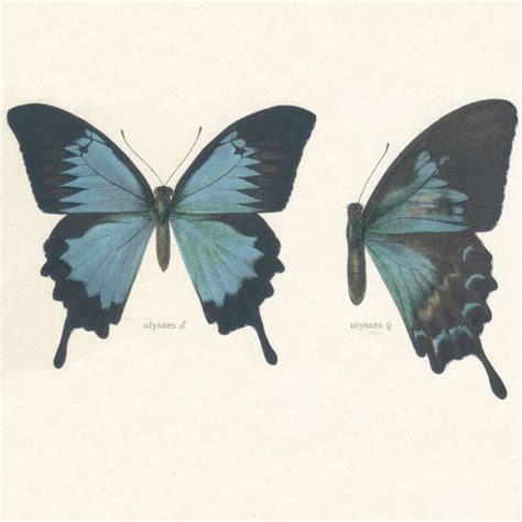 9 Fluttering Facts About the Ulysses Butterfly - Factopolis