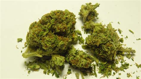 GranDaddy Purp | Grasscity Forums - The #1 Marijuana Community Online