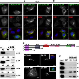 GBF1 Depletion Or Inactivation Causes Dispersal Of TGN46 MNK And