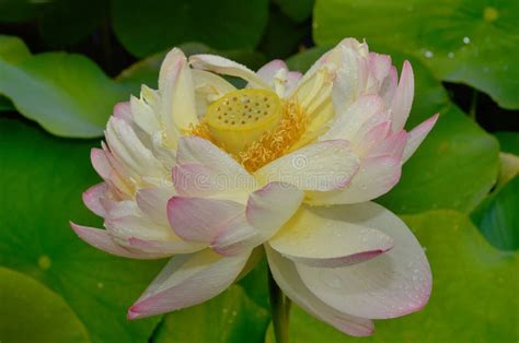 Flor De Loto Nelumbo Nucifera Conocida Por Varios Nombres Incluido El