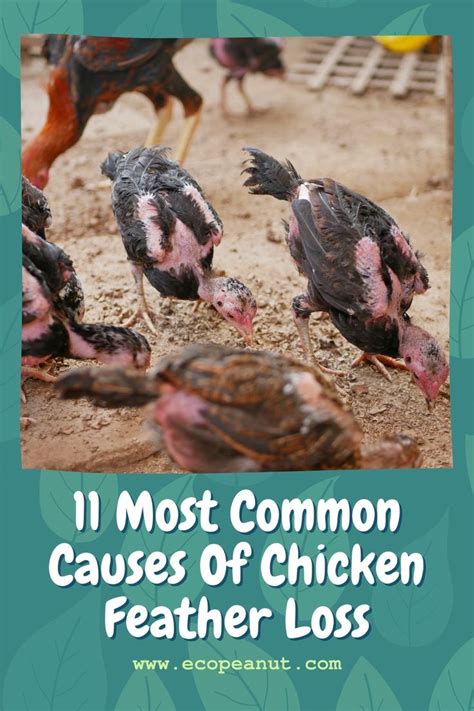 Chicken Losing Feathers 11 Common Causes And Treatment Artofit