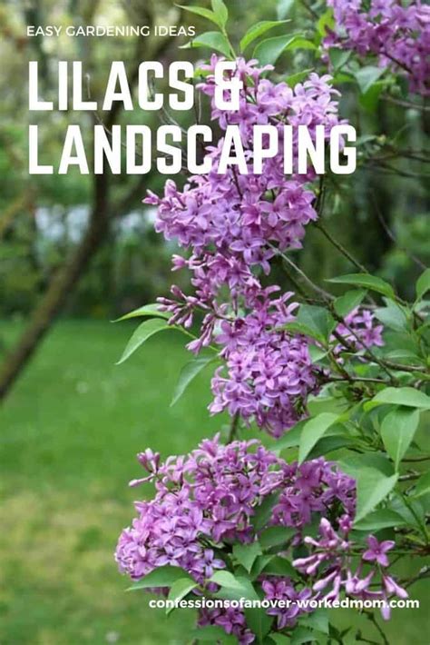 Lilacs And Landscaping Ideas You Can Add To Your Yard