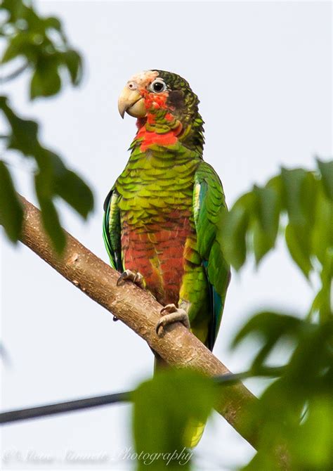 “Cayman Parrot” – birdfinding.info