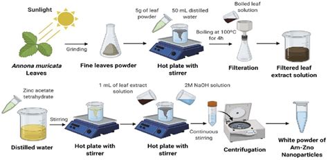 Schematic Representation Of The Preparation Of Am Leaf Extract And The