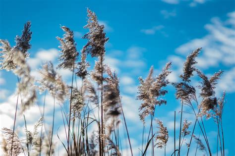 Grass Flower Meadow Free Photo On Pixabay Pixabay