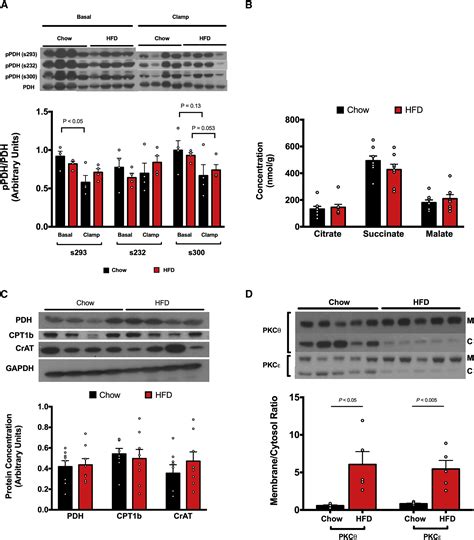 Dissociation Of Muscle Insulin Resistance From Alterations In Mitochondrial Substrate Preference