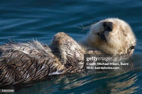 Sea Otter Sleeping Photos and Premium High Res Pictures - Getty Images