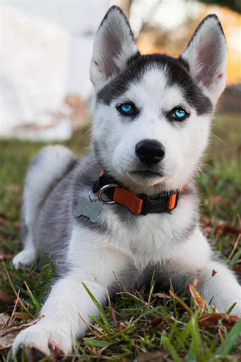 Esta es la razón por la que los huskys o perros siberianos tienen esos