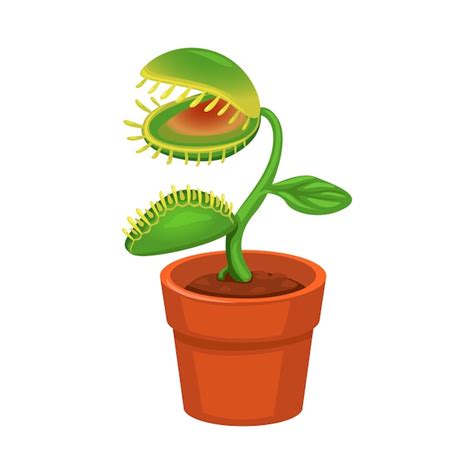 Premium Vector Carnivorous Plant On Pot Cartoon Illutration Vector