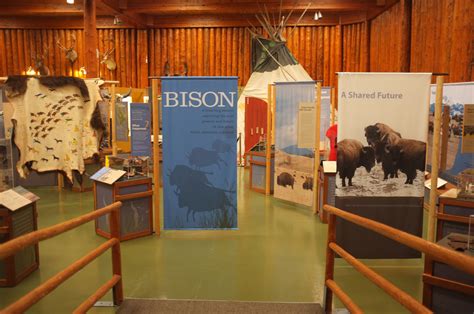 Buffalo Nations Luxton Museum | Bison Exhibit