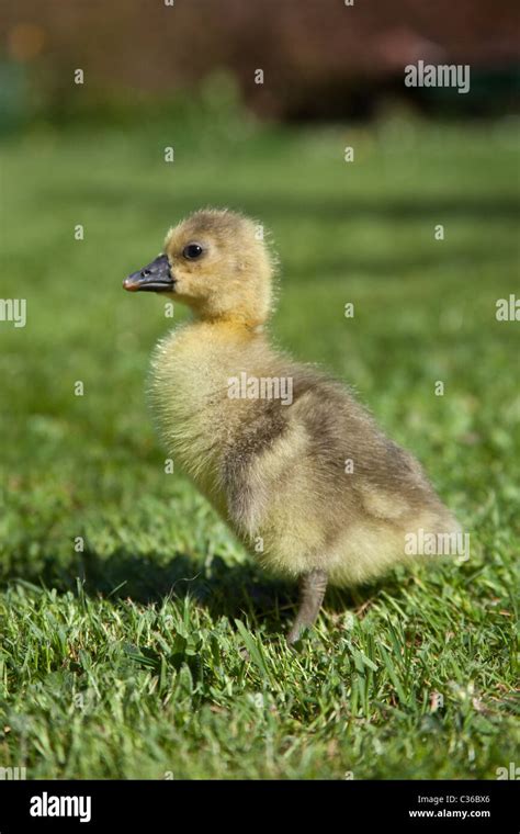 Newborn Gosling Baby Goose Toulouse Hampshire England United