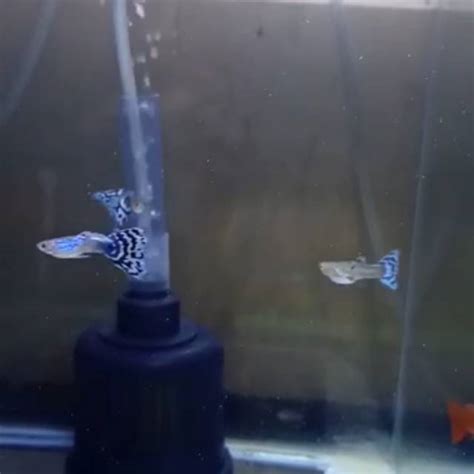 Jual Ikan Guppy Blue Mozaik Shopee Indonesia