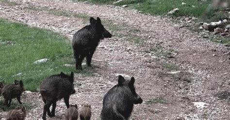 Nuova Invasione Di Cinghiali E Daini L Allarme Di Coldiretti