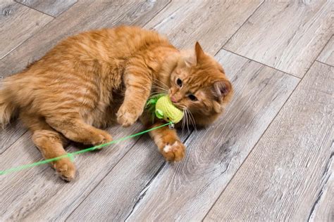 Why Do Cats Carry Toys And Meow All You Need To Know