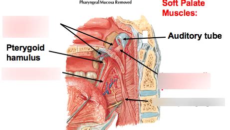 Soft Palate Muscles Diagram Quizlet