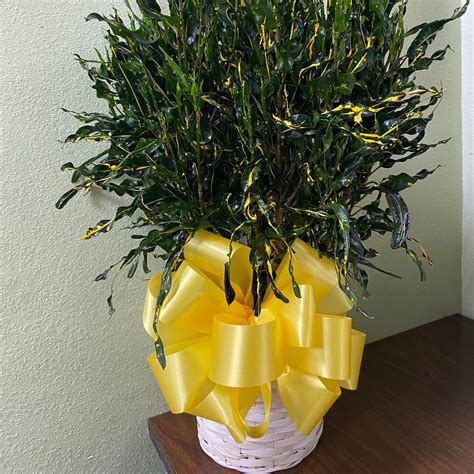 Croton Eleanor Rosevelt Mitchells Florist Orlando