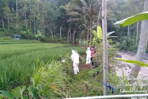 Kementan Pastikan Bangkai Domba Di Sungai Serang Semarang Negatif PMK