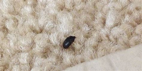 Carpet Beetle Eggs Pictures | Review Home Co