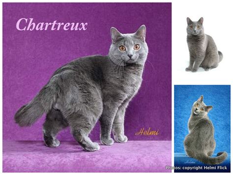 History of the Chartreux cat: 5 theories – Michael Broad