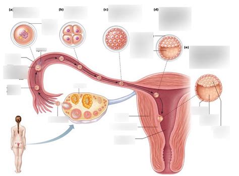 Fertilization Diagram