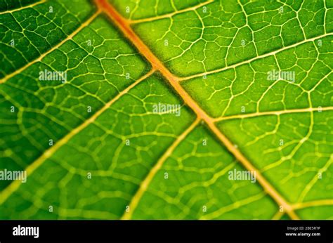 Planta De Hoja Bajo El Microscopio Fotograf As E Im Genes De Alta