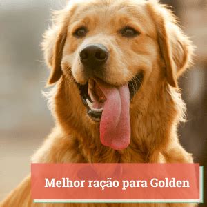 Melhor Ração Para Golden Guia 2024