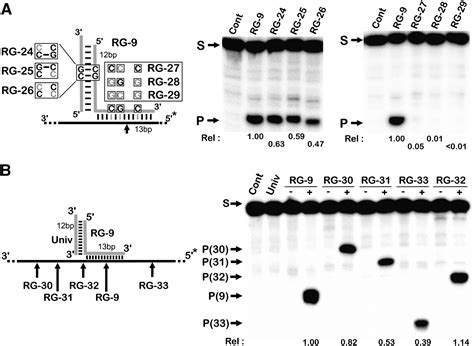 Short Rna Duplexes Guide Sequence Dependent Cleavage By Human Dicer