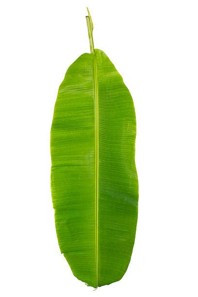 480+ Banana Leaf Outline Stock Photos, Pictures & Royalty-Free Images ...