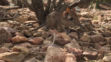 What is the smallest animal in the world? Answers for both land and sea