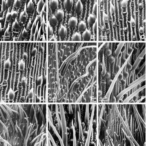 Fotomicrograf As Meb De La Epidermis De La Lemma En Especies De