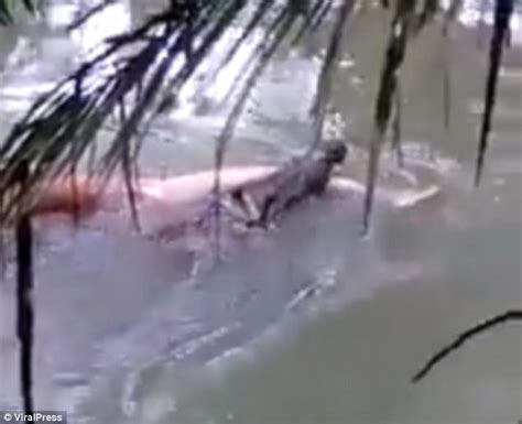 Moment A Crocodile Returns The Body Of Man In Berau River Daily Mail