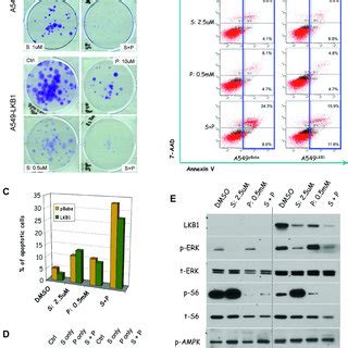 Phenformin Enhances The Anti Tumor Effect Of Selumetinib In Vitro