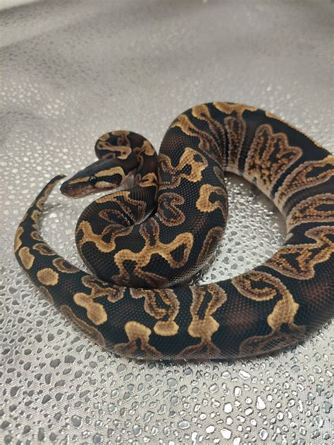 Ghi Ball Python By Neptune S Pythons Morphmarket