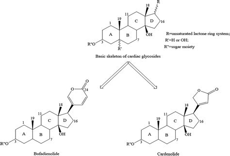 Frontiers Research Progress In Pharmacological Activities And