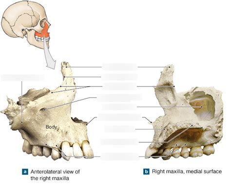 The Maxillae Diagram | Quizlet