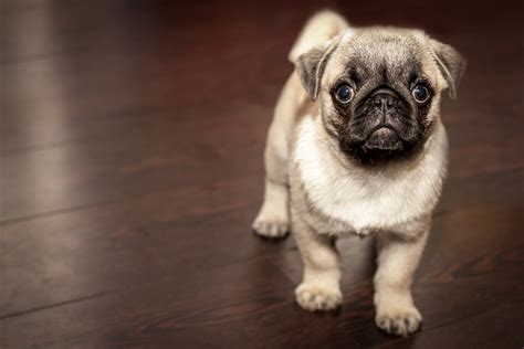 Adorable Pug Puppy Hd Wallpaper