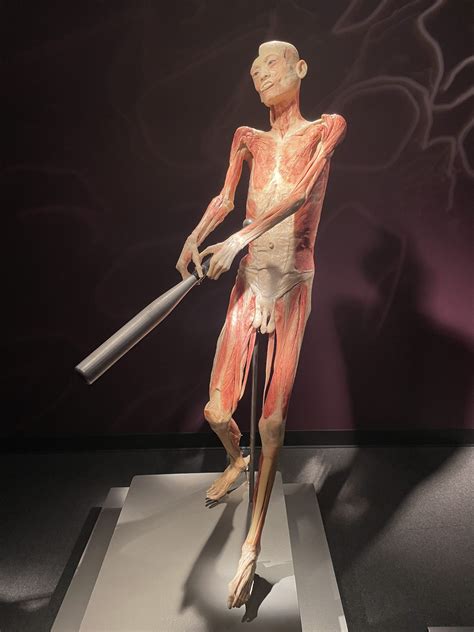 Circulatory System Respiratory System Luxor Las Vegas Bodies Exhibit