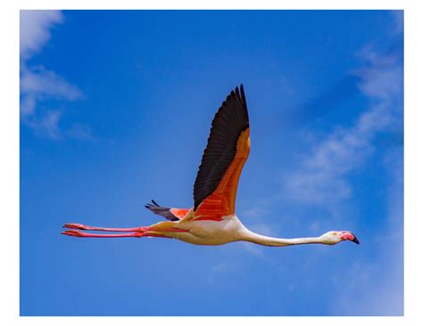 Real Flamingos Flying