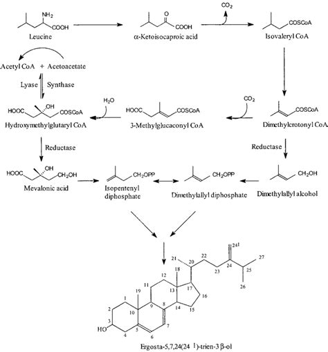 Scheme The Metabolic Pathway For The Conversion Of Leucine Into