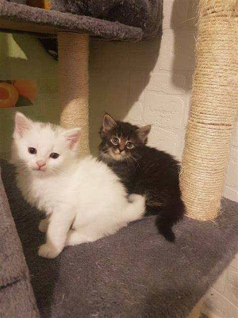 Persian Kittens In Hull East Yorkshire Gumtree