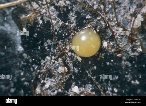 Small Lightning Beetle Lamprohiza Splendidula Lightning Egg Stock