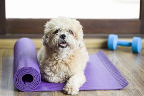 5 Fun Ways To Exercise With Your Dog Project Swole