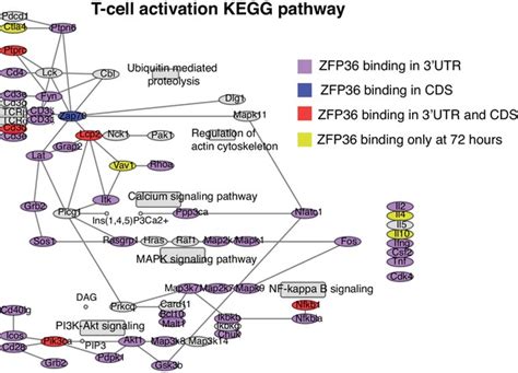 Figures And Data In Zfp36 Rna Binding Proteins Restrain T Cell