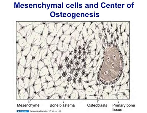 101308 Histology Bone Formation And Remodeling