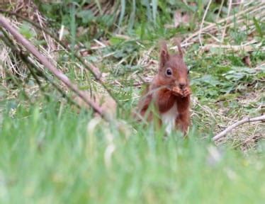 Wildlife Wanders at RSPB Loch Lomond | Love Loch Lomond