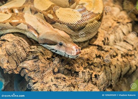 A Poisonous Snake is Preparing To Attack Its Prey. Stock Image - Image ...