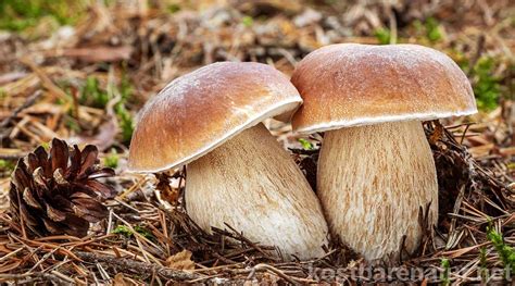 Steinpilz Kostbare Natur