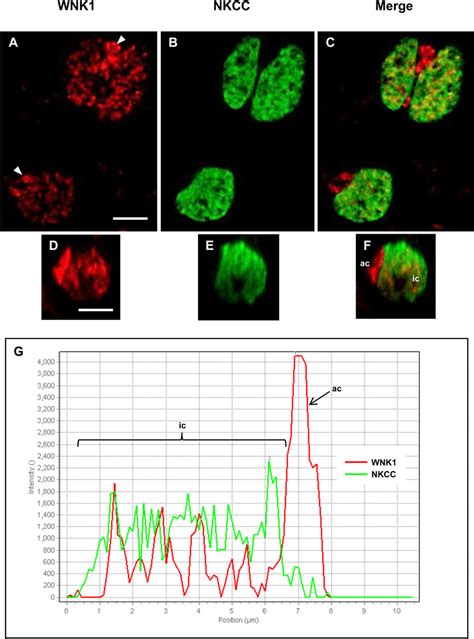 Wnk And Nkcc Immunofluorescence In Sw Mummichog Oe A Wnk Red Was